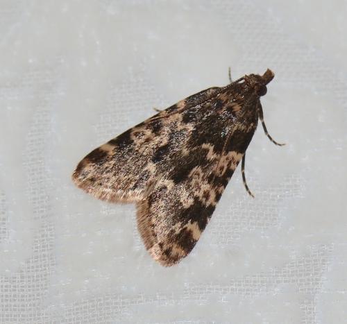 Réf. 262 125 : Aglossa caprealis